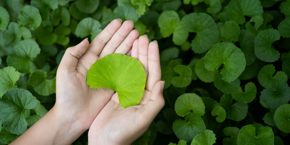 Gotu Kola: Gyógynövény, mely erősíti a memóriát és nyugtatja az elmét